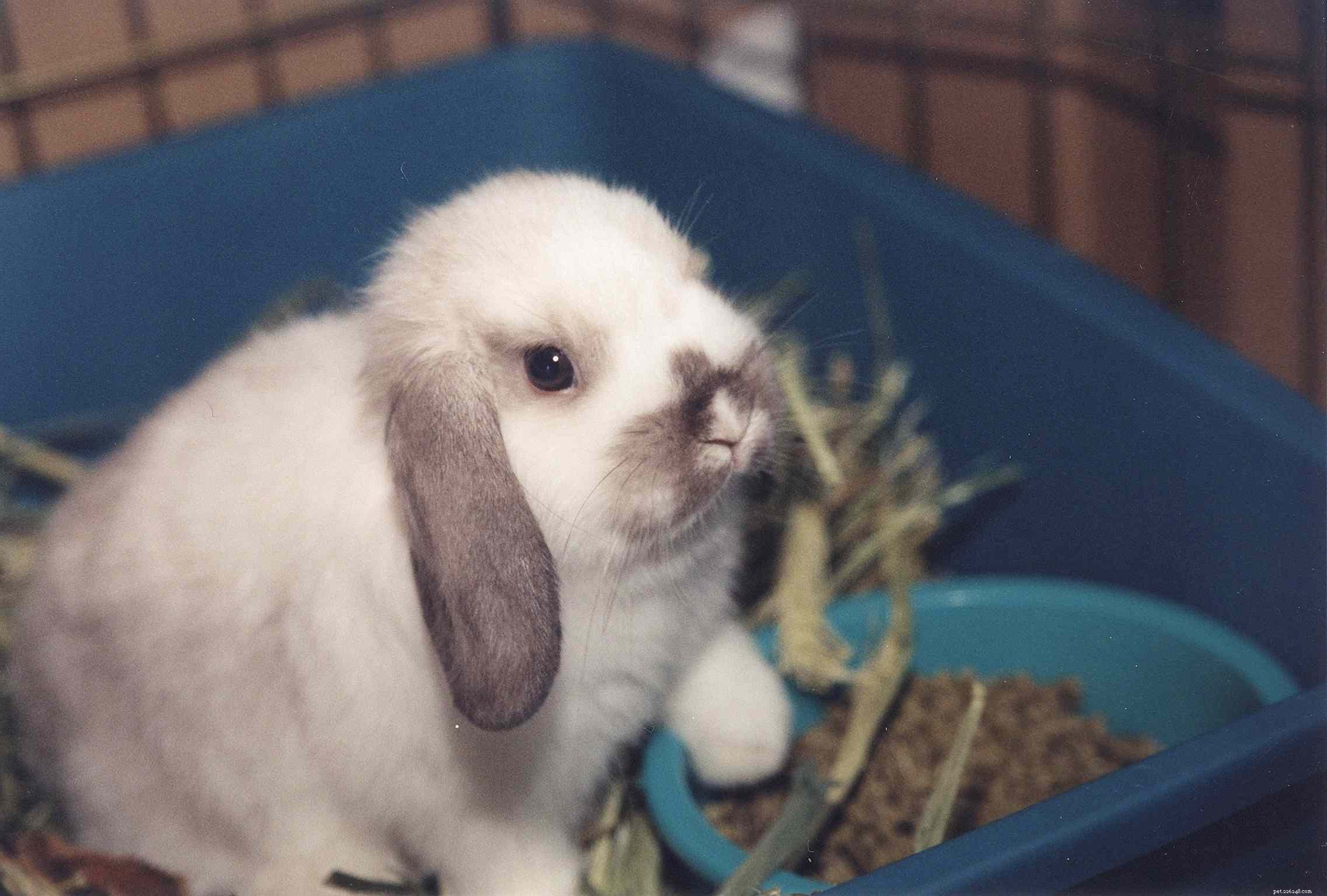 A Guide to Lop Eared Rabbits and Care