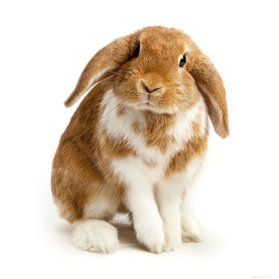 Een gids voor konijnen met hangende oren en verzorging