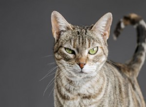 猫があなたを見つめる理由 