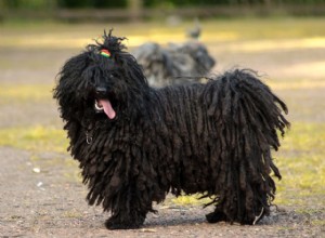 Puli:características e cuidados da raça do cão