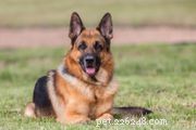 Puli:kenmerken en verzorging van hondenrassen