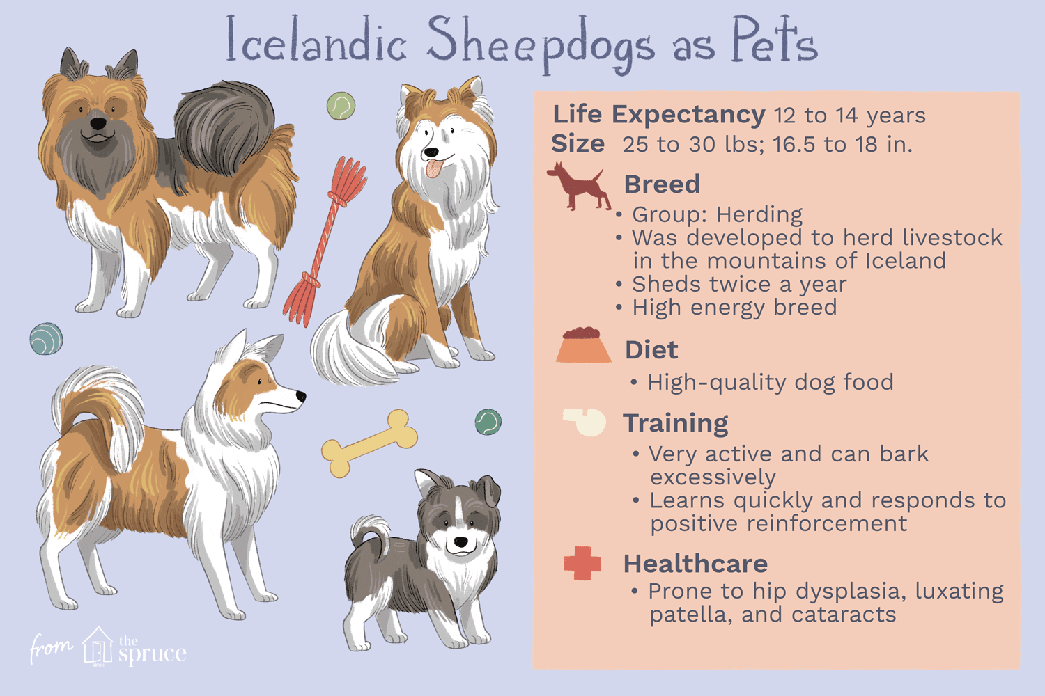 Icelandic Sheepdog:개 품종 특성 및 관리