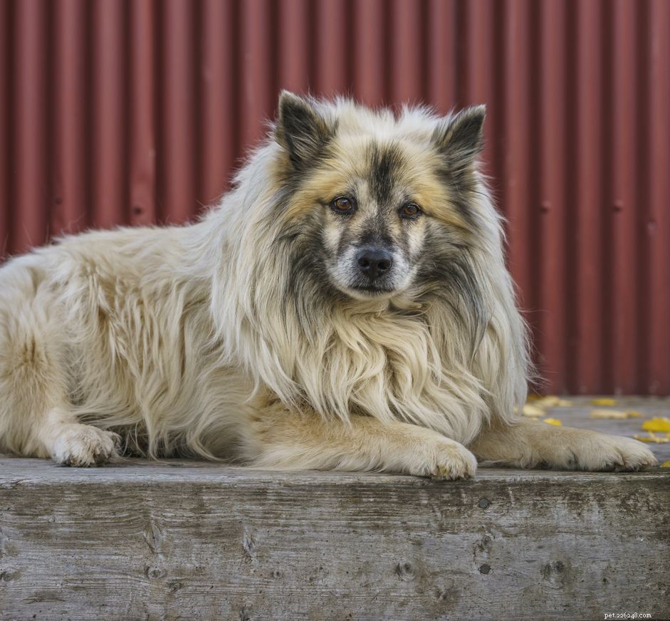 Исландская овчарка:характеристики породы собак и уход за ними
