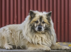 Cão pastor islandês:características e cuidados da raça do cão