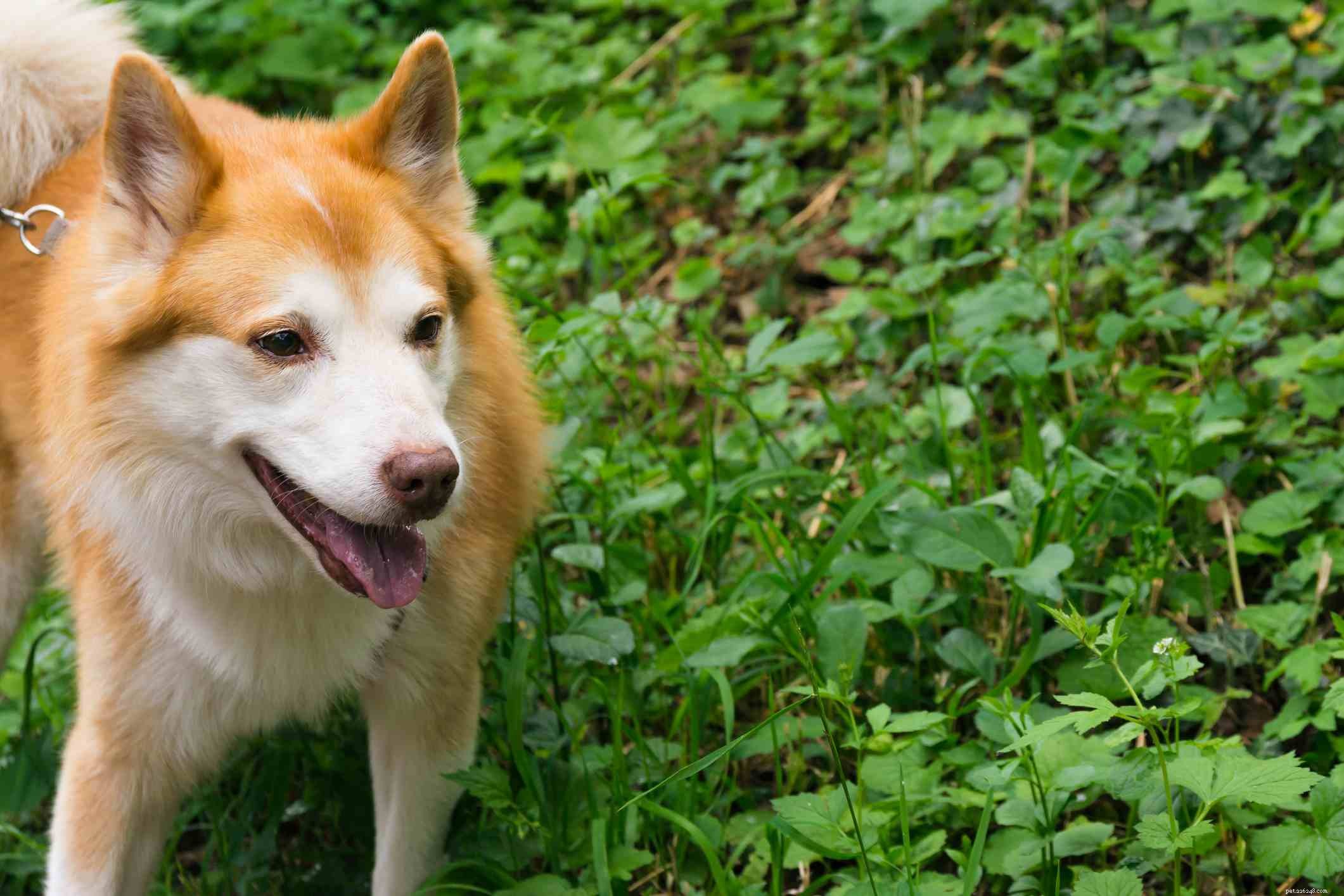 Cane da pastore islandese:caratteristiche e cure della razza canina