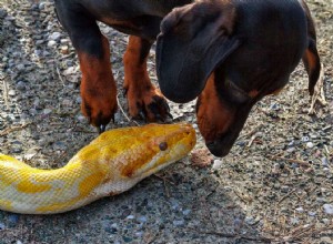 Mordida de cobra em cachorro