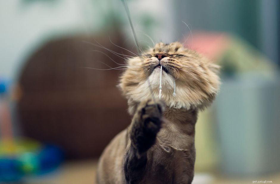 Haarverlies bij katten