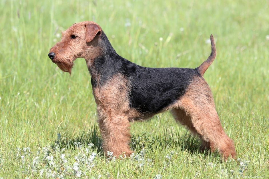 Welsh Terrier:Hundrasegenskaper och skötsel