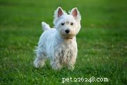 Welsh Terrier:características e cuidados da raça do cão