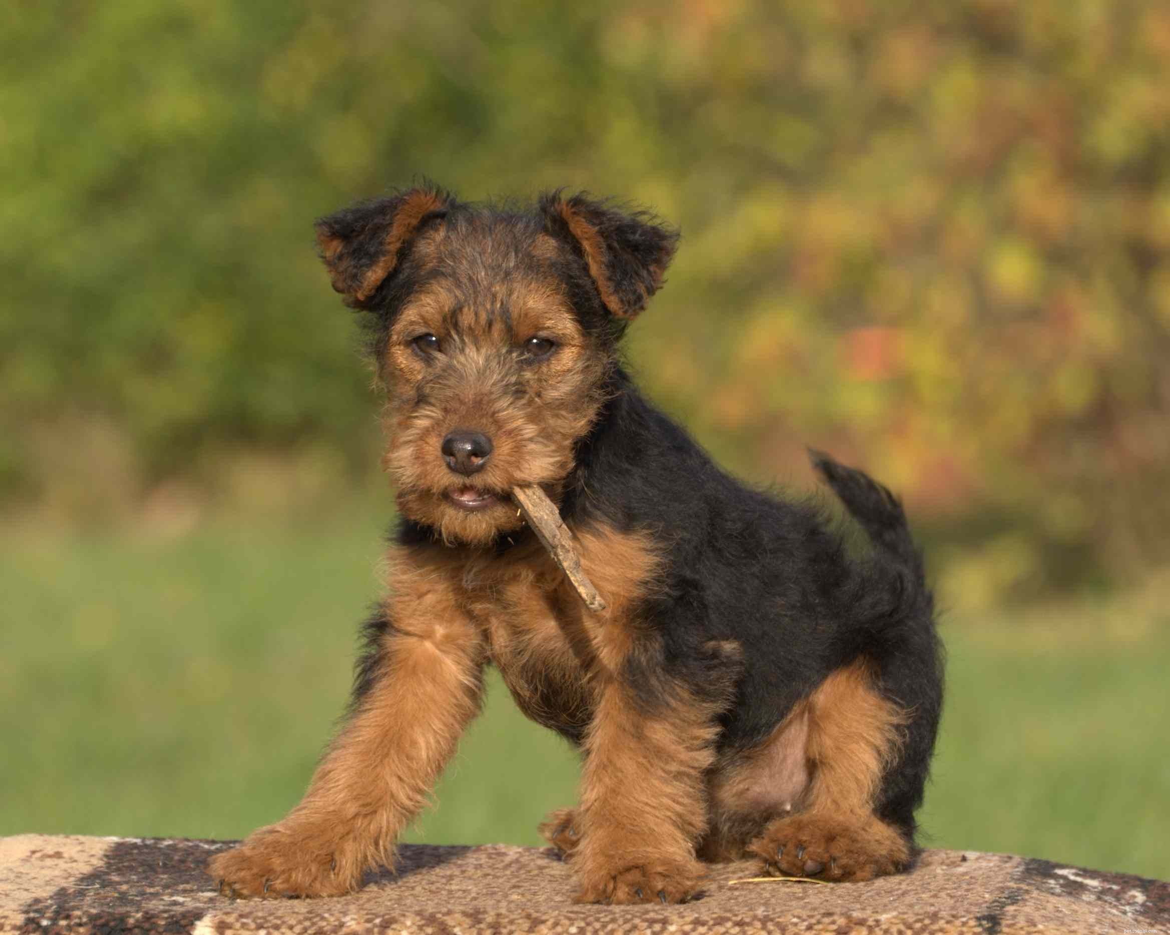 Welsh Terrier:caratteristiche e cure della razza canina