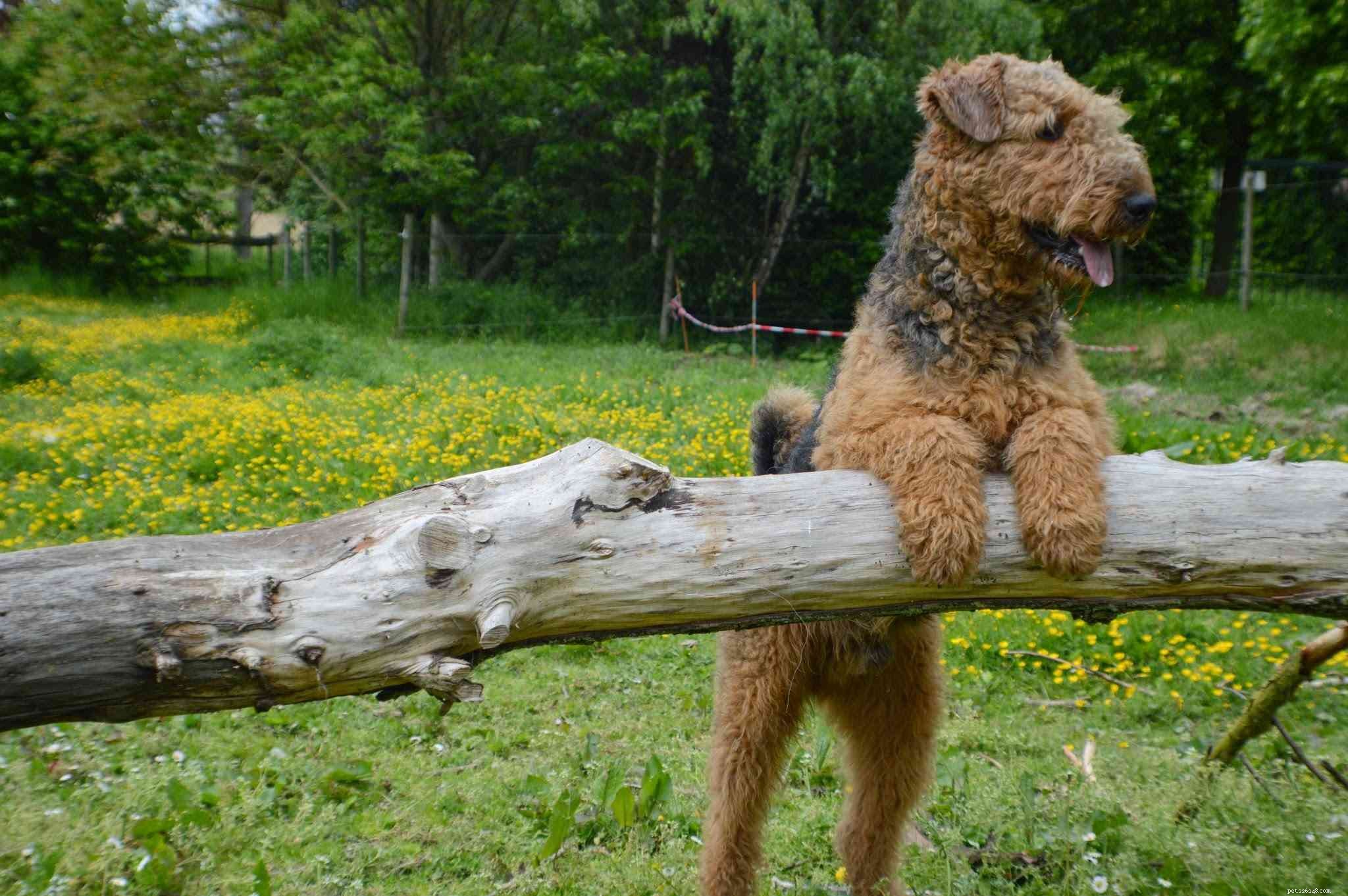 ウェルシュテリア：犬の品種の特徴とケア 