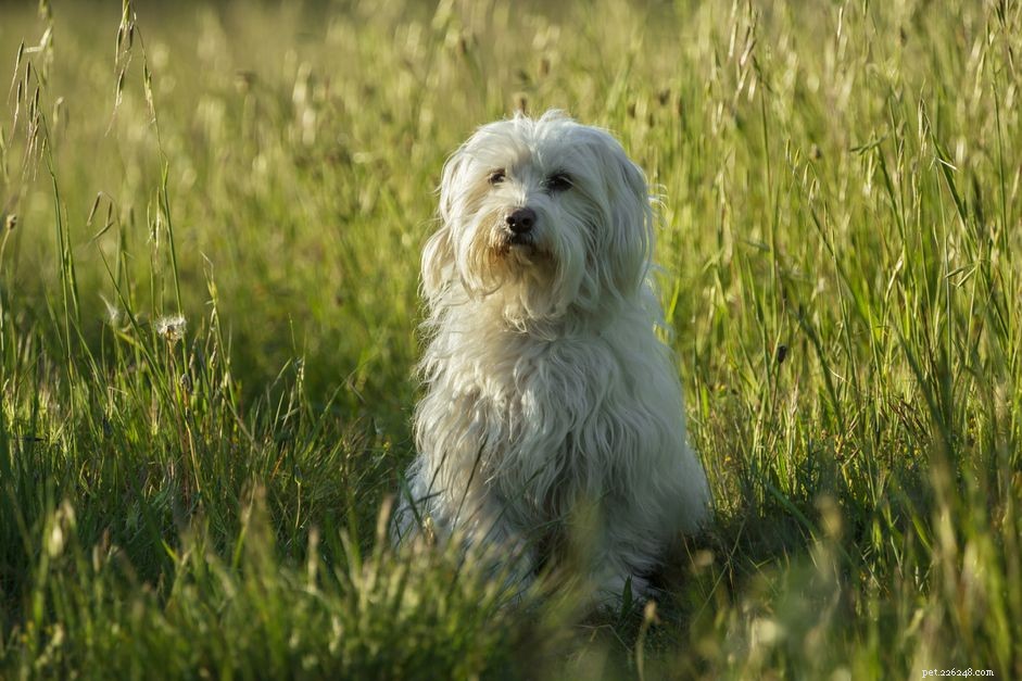 Котон де Тулеар:характеристики породы собак и уход за ними