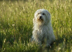 Coton de Tulear:Charakteristika a péče o psí plemeno