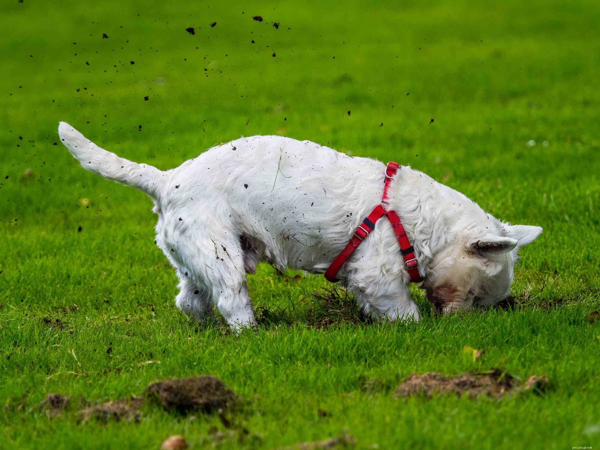 West Highland White Terrier (Westie):Hundras egenskaper och skötsel