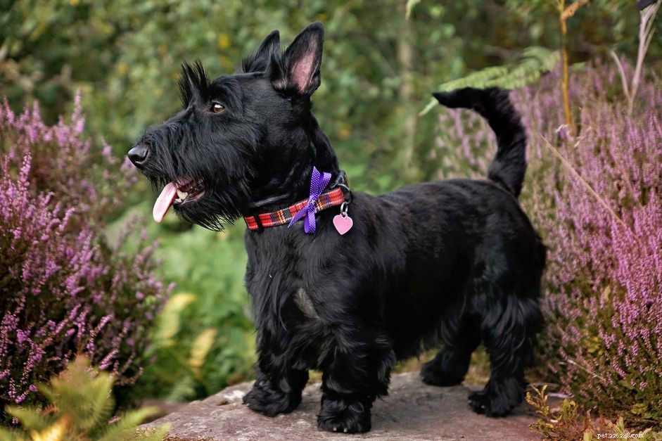 Terrier écossais (Scottie) :caractéristiques et soins de la race de chien