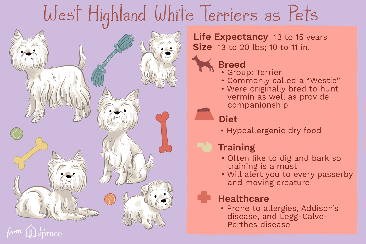 West Highland White Terrier (Westie):Características e cuidados da raça do cão