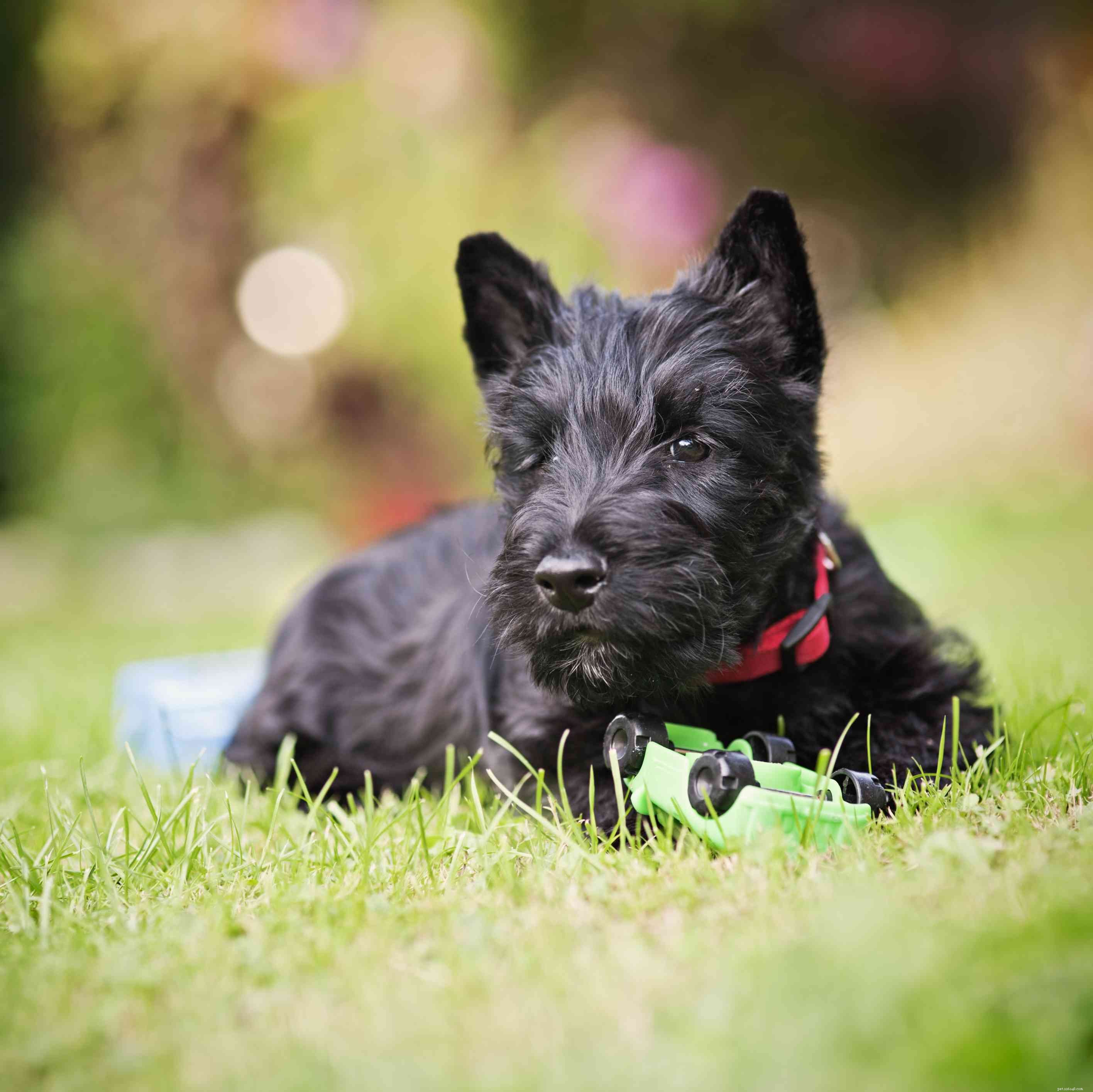 Scottish Terrier (Scottie):Hundras egenskaper och skötsel