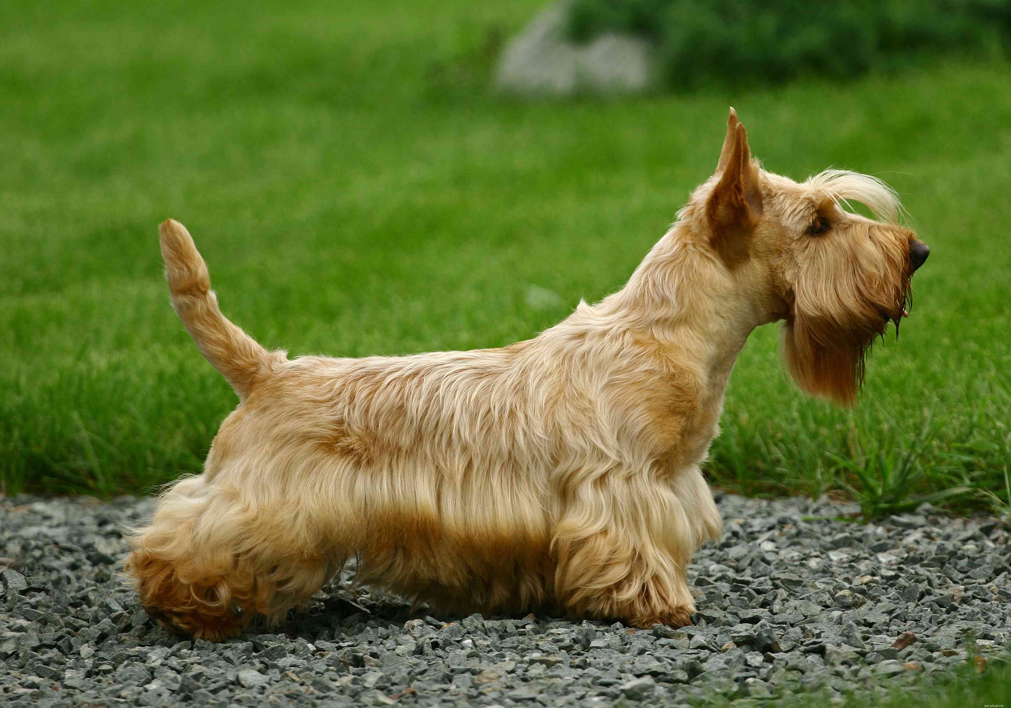 Скоттиш-терьер (Скотти):характеристики породы собак и уход за ними