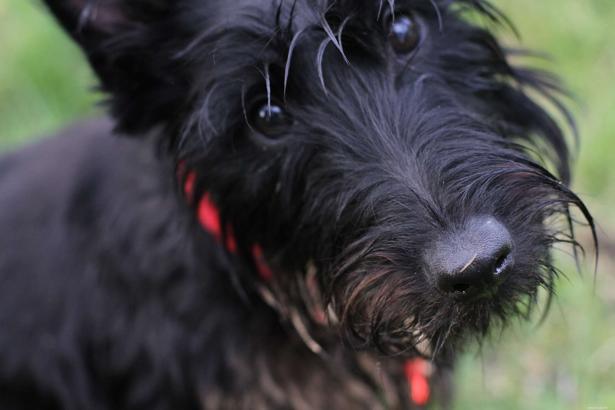 Scottish Terrier (Scottie):caratteristiche e cura della razza canina