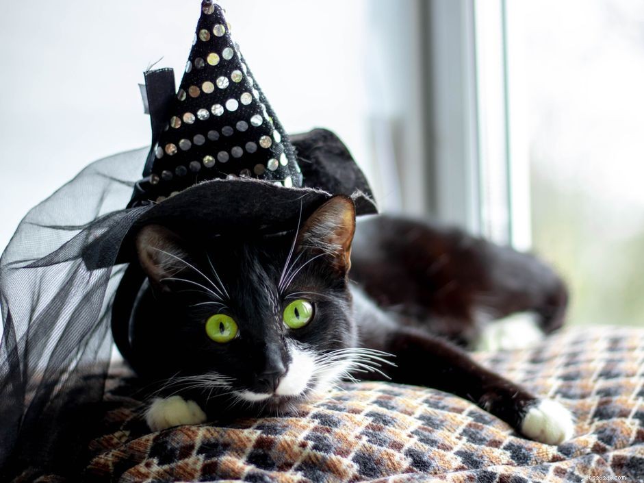 50 dokonalých čarodějnických jmen pro kočky