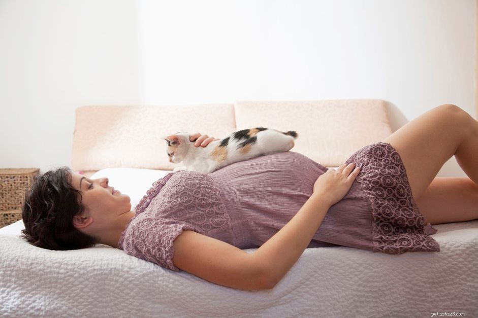 Como a gravidez e seu novo bebê afetam seu gato