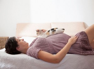임신과 아기가 고양이에게 미치는 영향