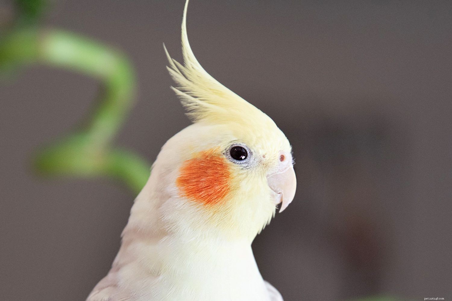 Cacatua:perfil da espécie de pássaro