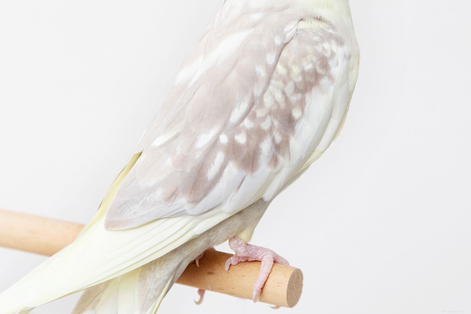 Cockatiel:profilo di specie di uccelli