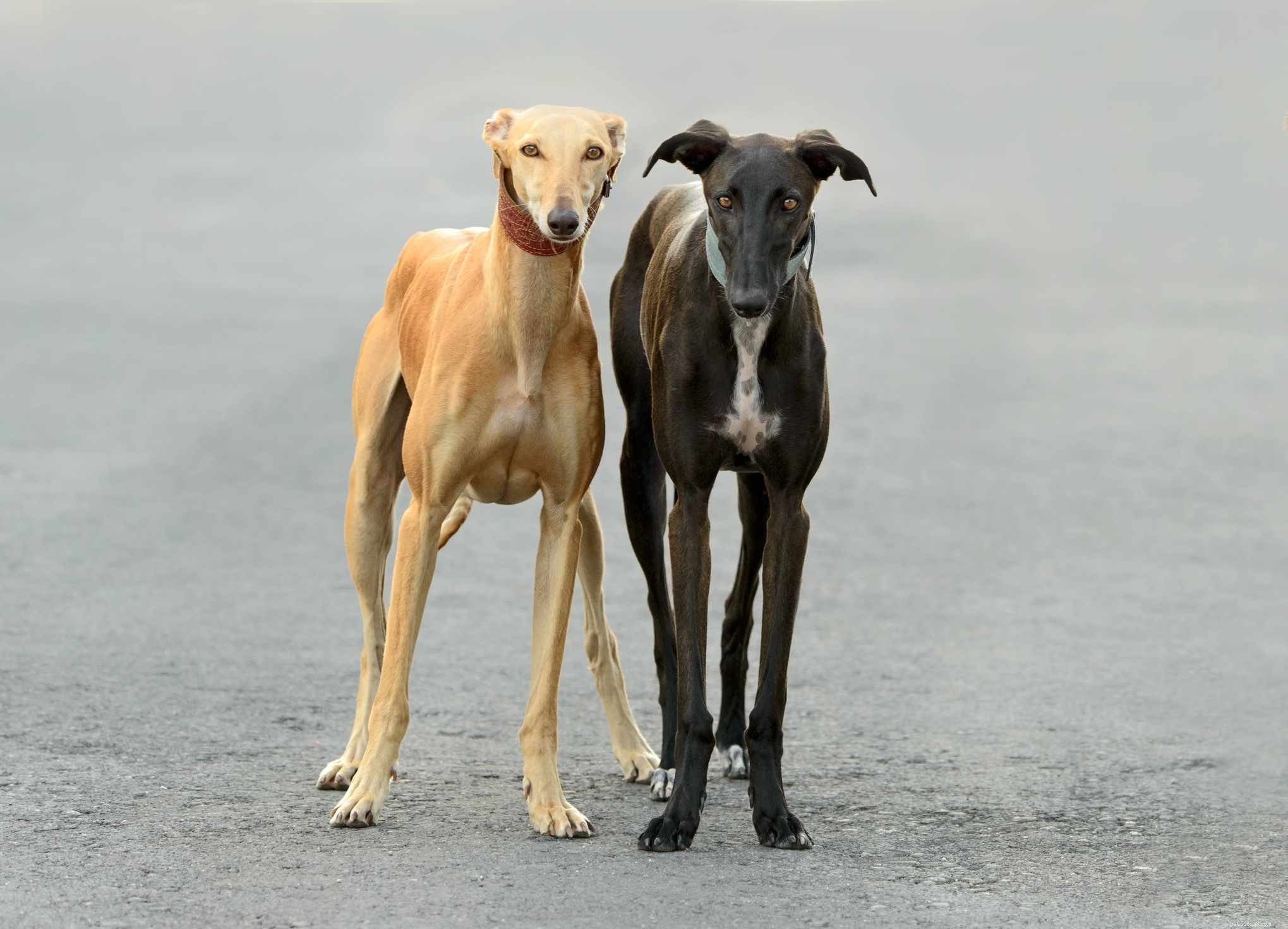 Galgo espagnol :caractéristiques et soins des races de chiens
