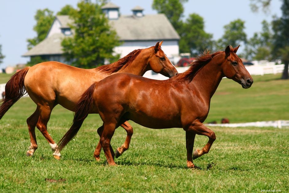 Che cos è un cavallo sonoro?