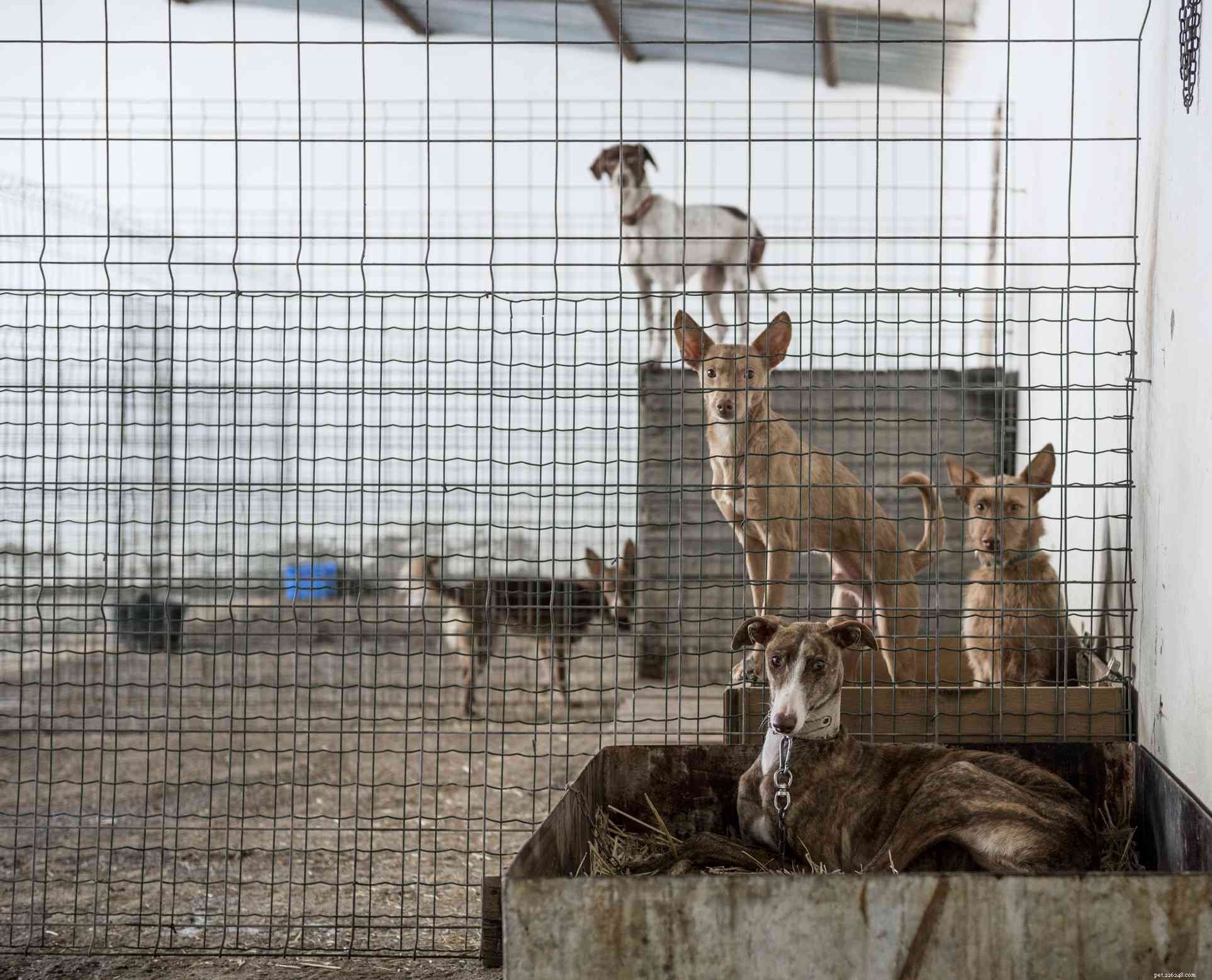 Spanska Galgo:Hundrasegenskaper och skötsel