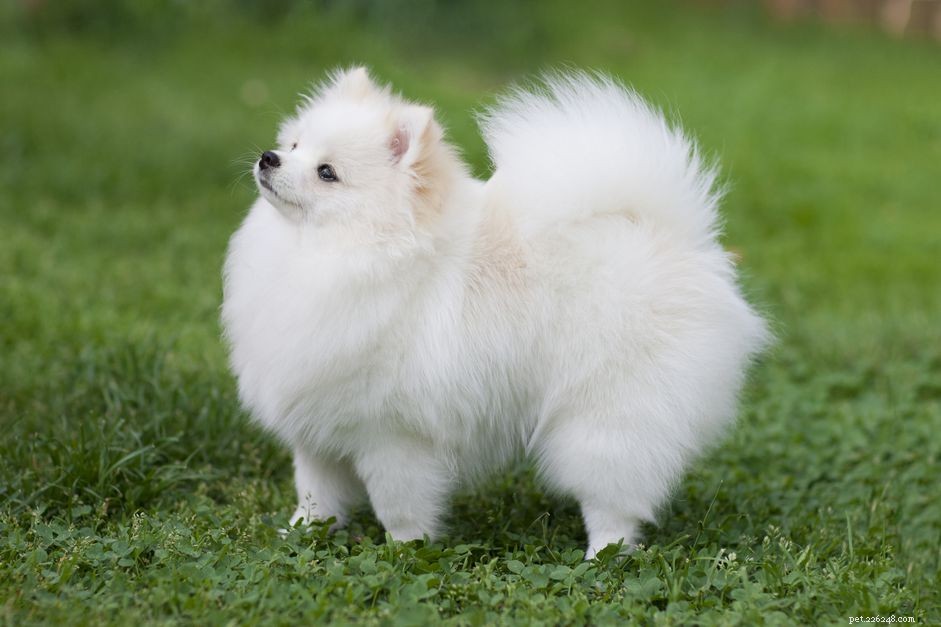 Pomeranian (Pom):Charakteristika a péče o psí plemeno