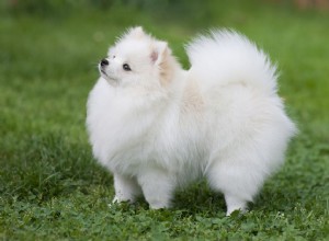 Pomeranian (Pom):Charakteristika a péče o psí plemeno