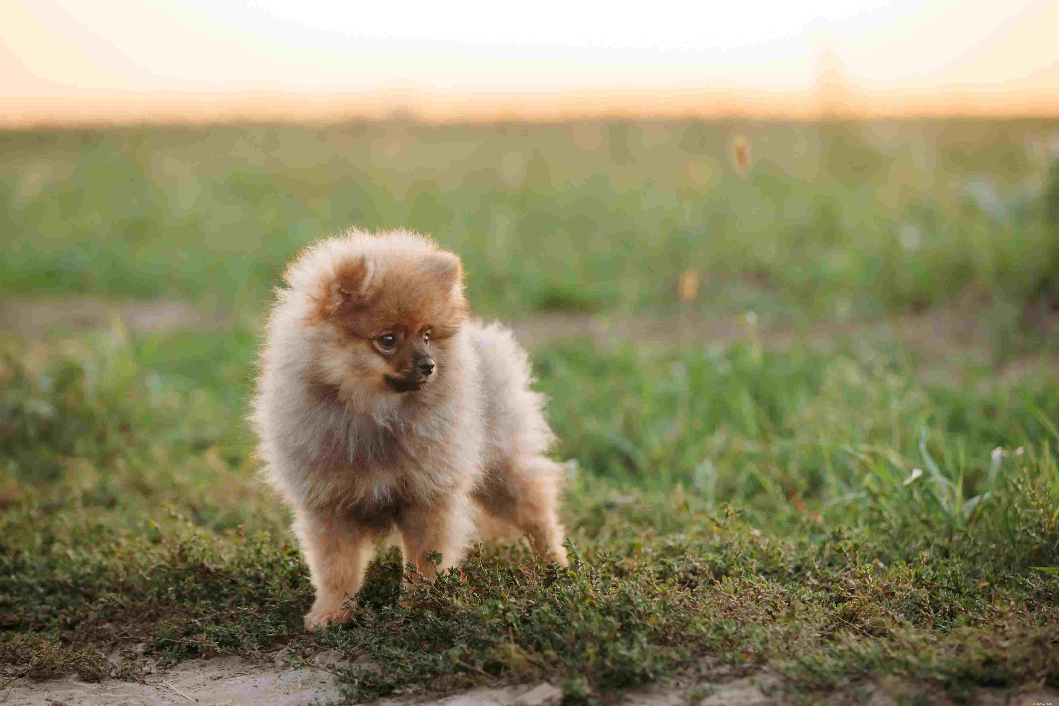 Pomeranian (Pom) :caractéristiques et soins de la race de chien