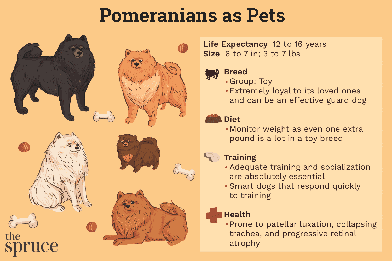 Pomeranian (Pom) :caractéristiques et soins de la race de chien