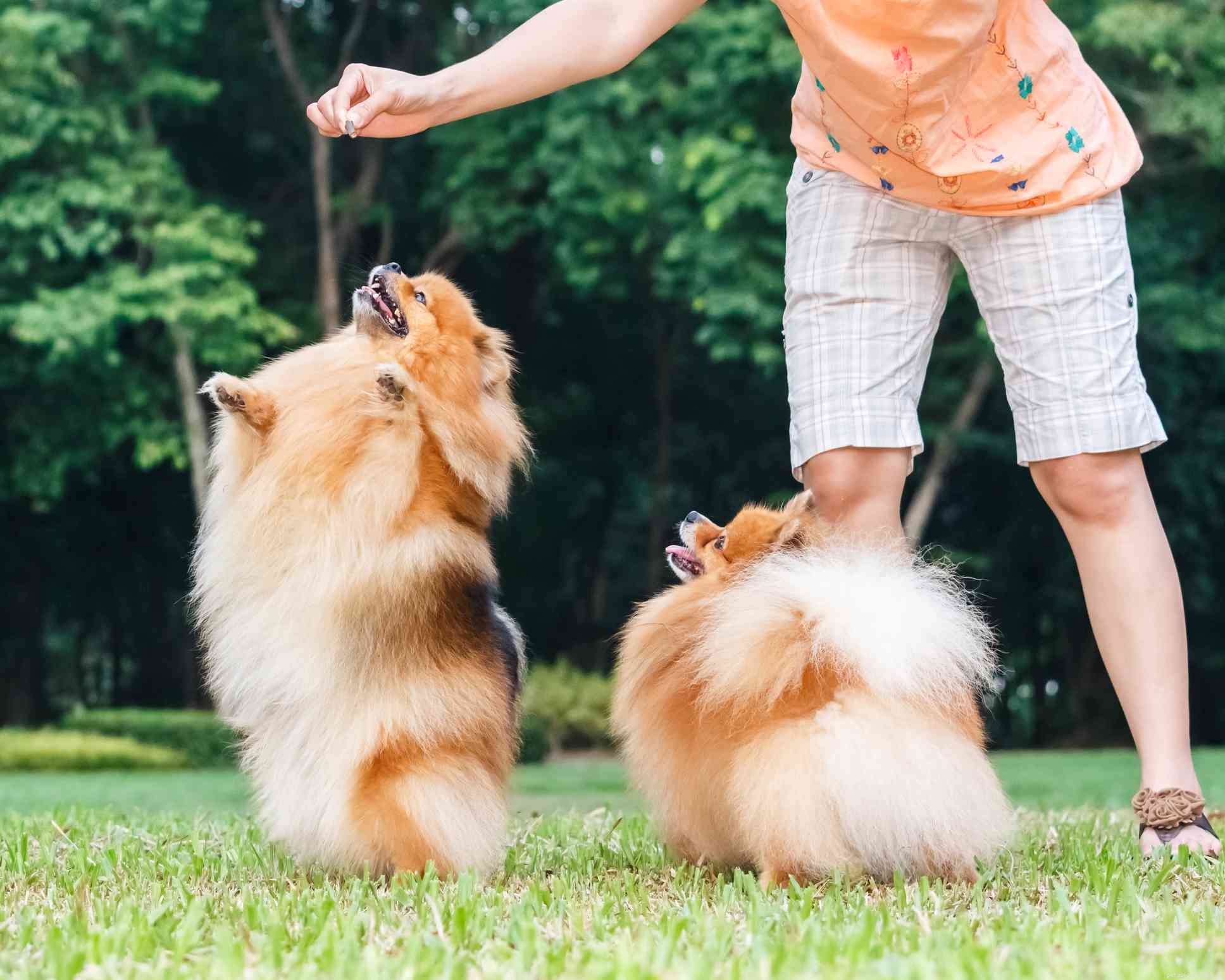 Померанский шпиц (Pom):характеристики породы собак и уход за ними