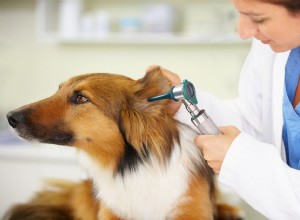 Infecções de ouvido em cães