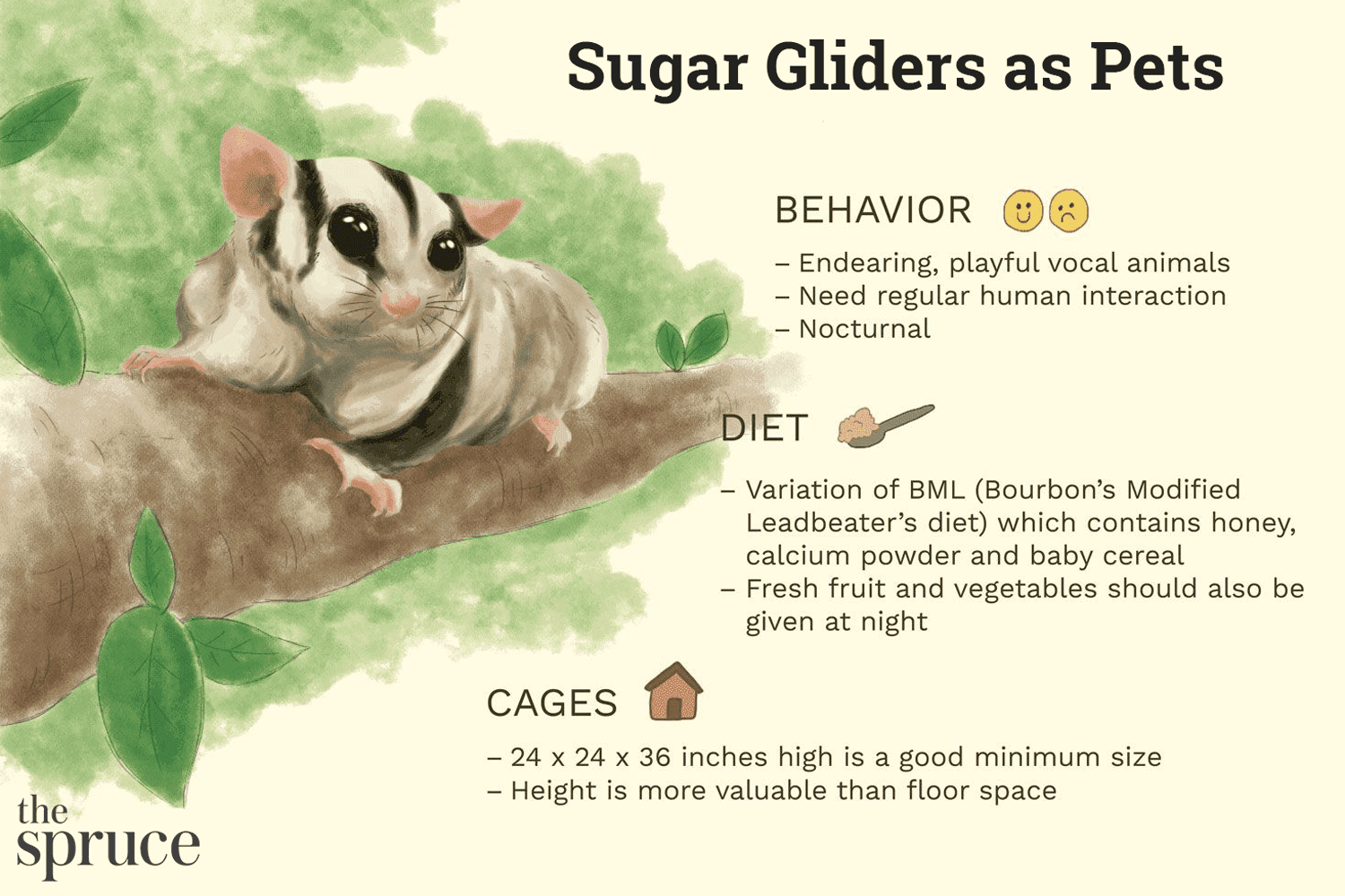 Bör du ha Sugar Glider som husdjur?