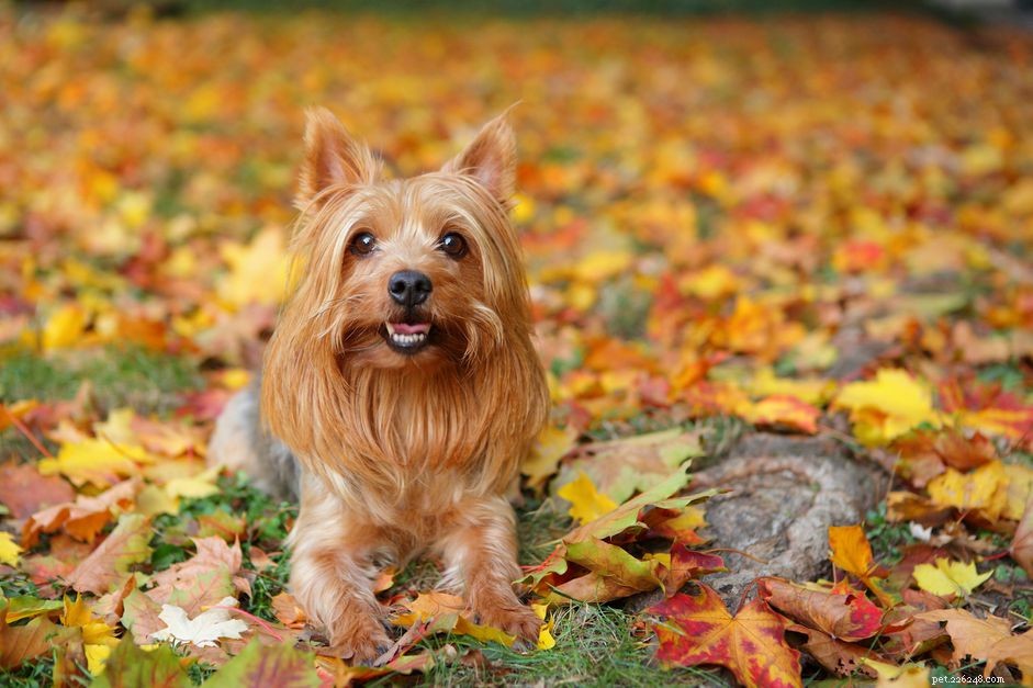 Silky Terrier:Características e cuidados da raça do cão