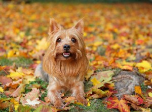 Silky Terrier:Características e cuidados da raça do cão