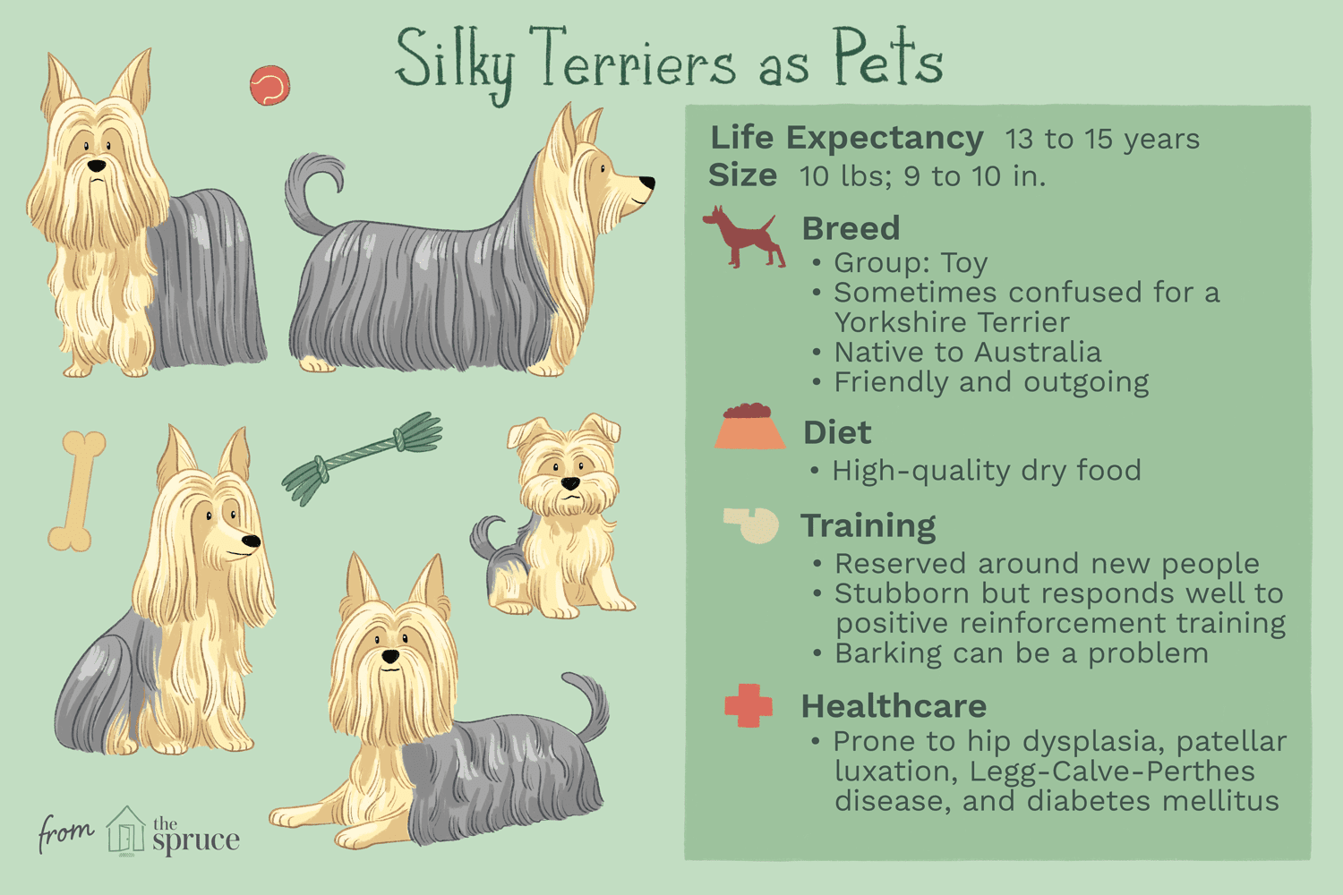 Silky Terrier:Hundras egenskaper och skötsel