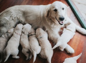 分娩中の犬を助ける 