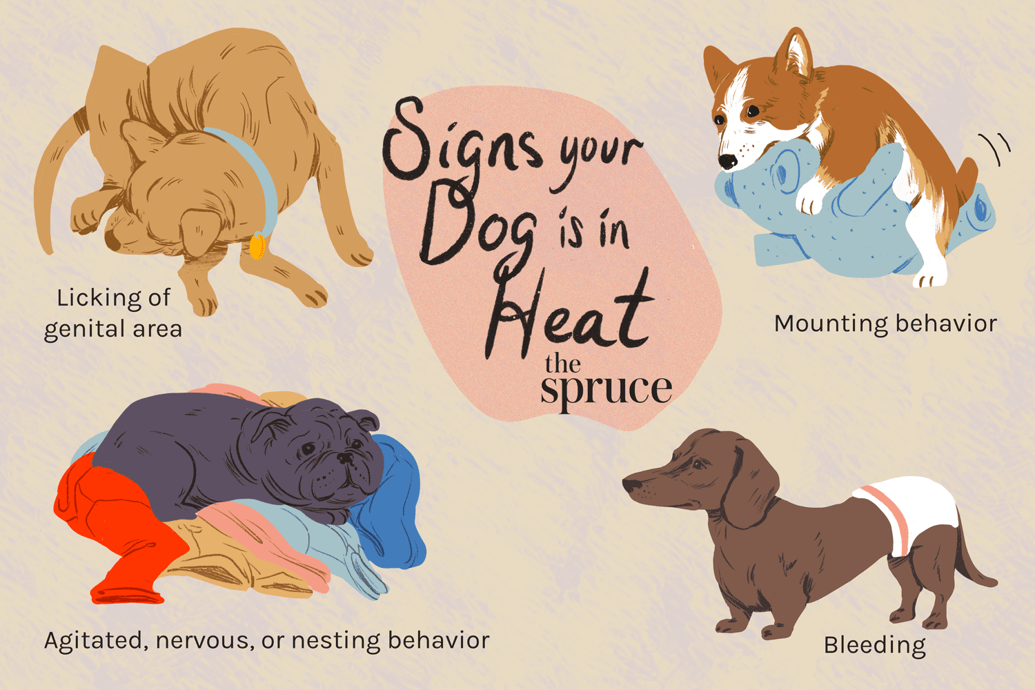 7 segni che il tuo cane è in calore