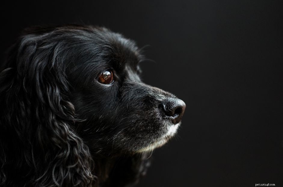 Distrofia da córnea em cães