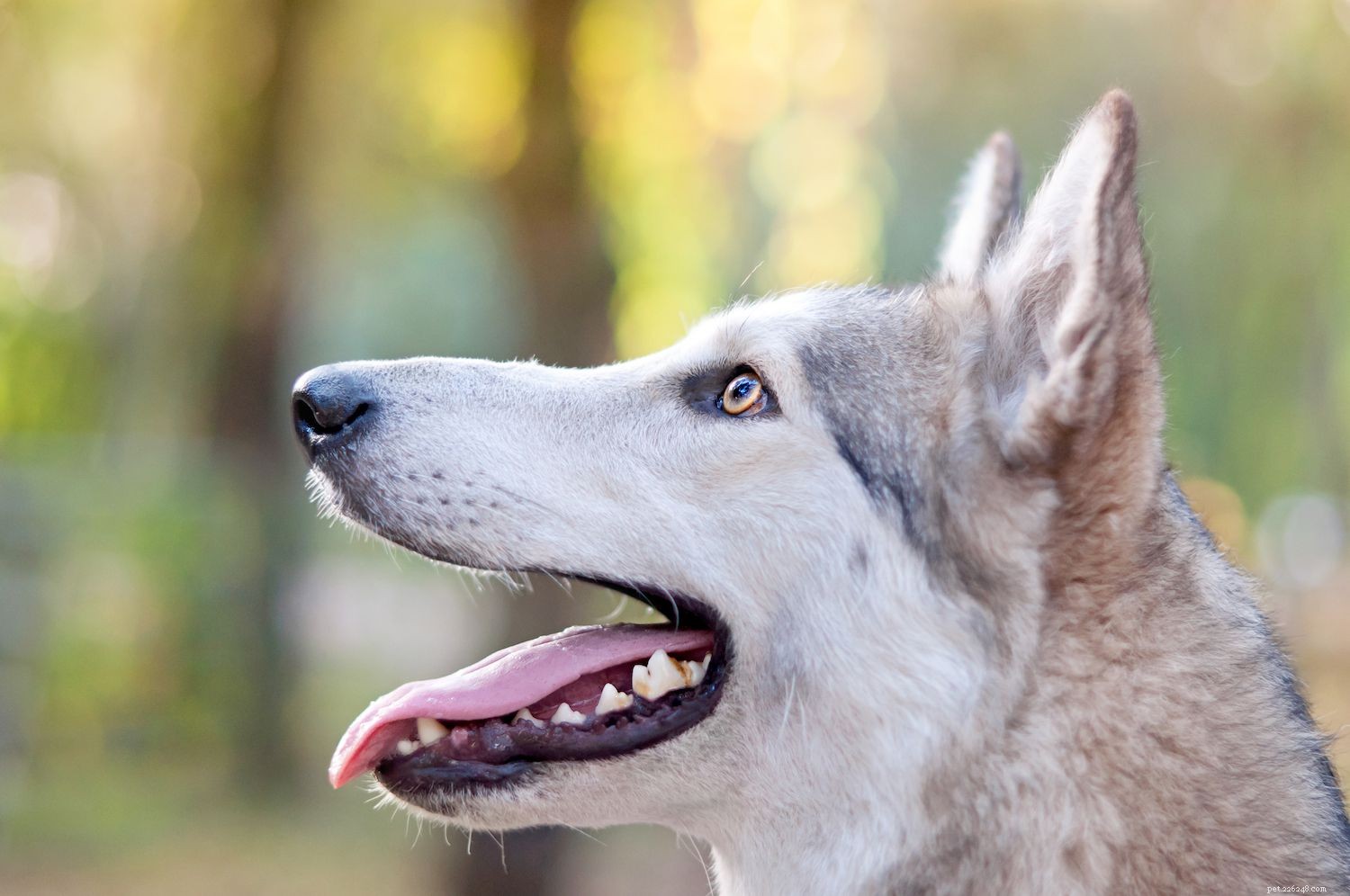 9 curiosità sui cani lupo