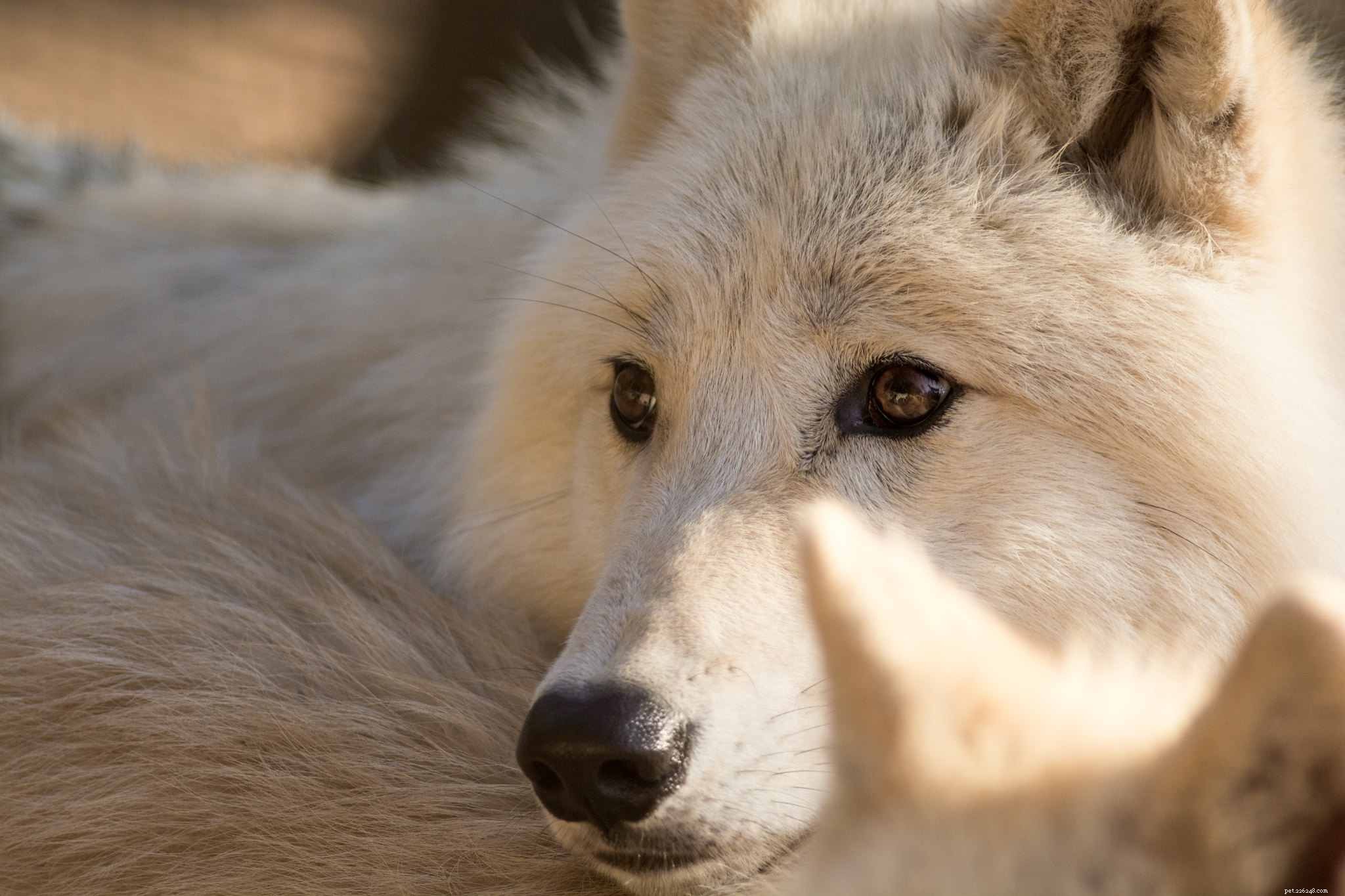 オオカミ犬についての9つの野生の事実 