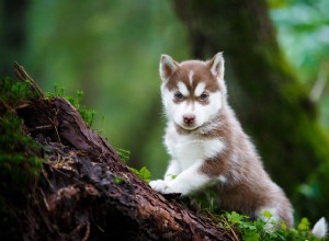オオカミ犬についての9つの野生の事実 