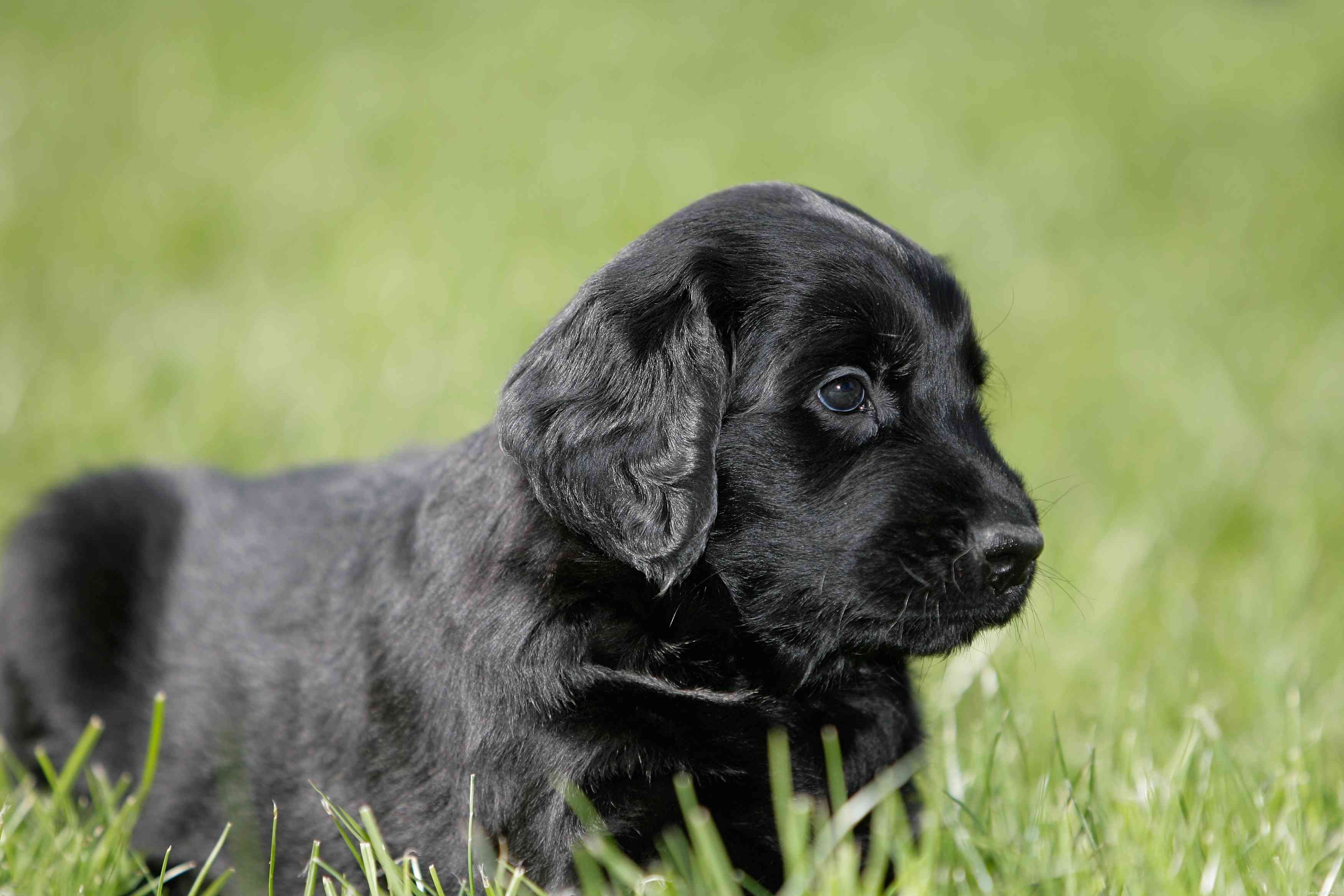 Retriever à poil plat :caractéristiques et soins des races de chiens