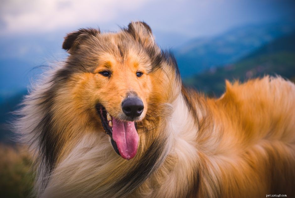 Колли:характеристики породы собак и уход за ними