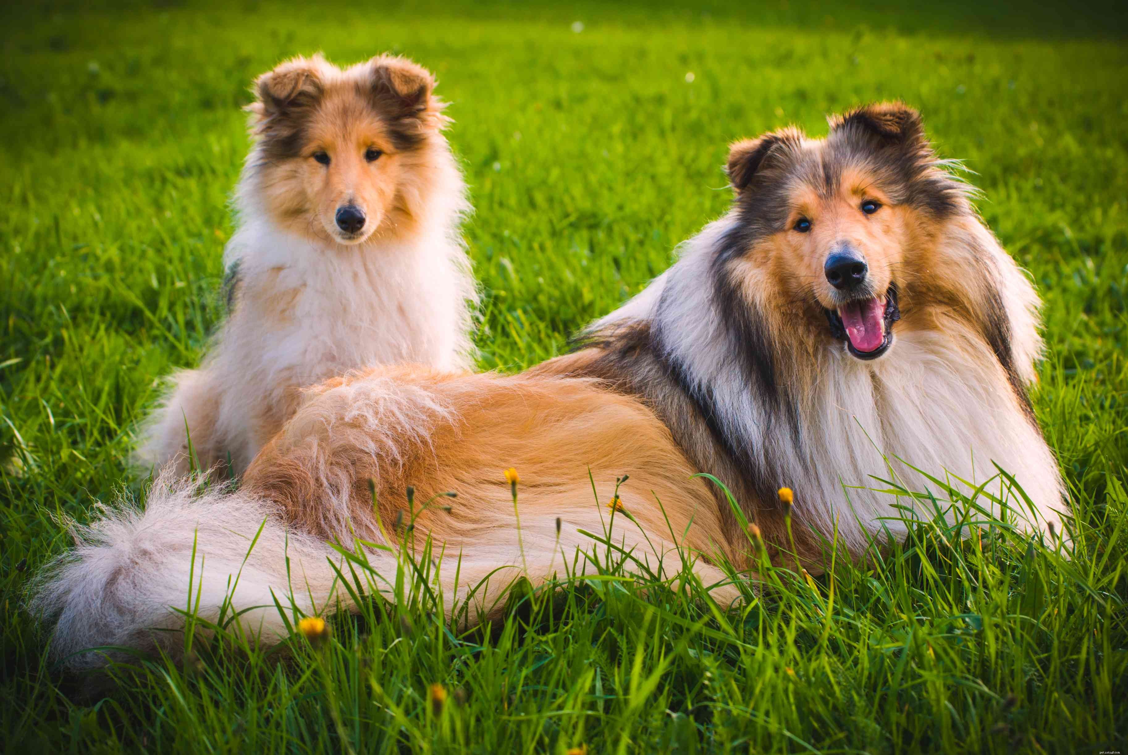 Collie:Hundrasegenskaper och skötsel